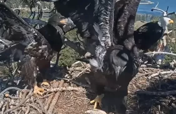 Sunny and Gizmo, Celebrity Bald Eaglets, Prepare to Leave the Nest

